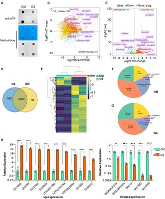 Characterization of Long Non-coding RNAs Modified by m6A RNA Methylation in Skeletal Myogenesis